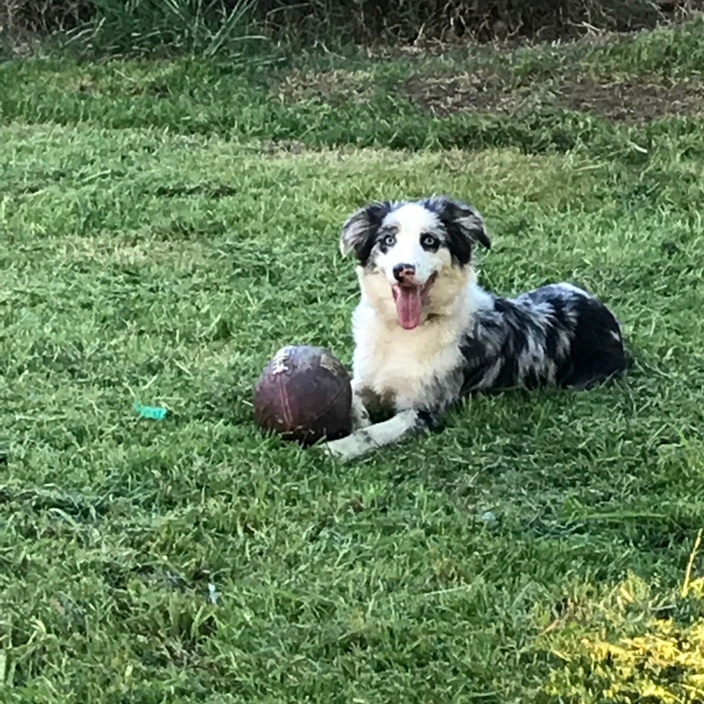 Meet your Posher, Ana